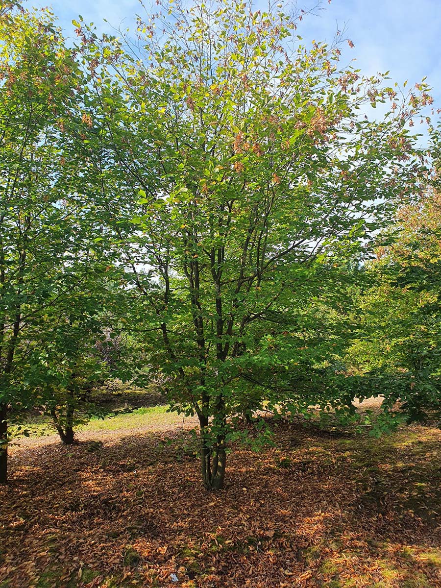 Carpinus betulus meerstammig / struik meerstammig