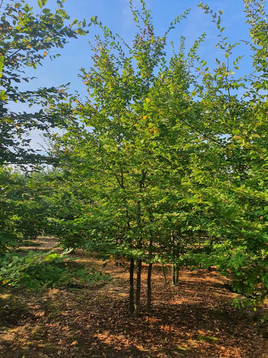 Carpinus betulus meerstammig / struik meerstammig