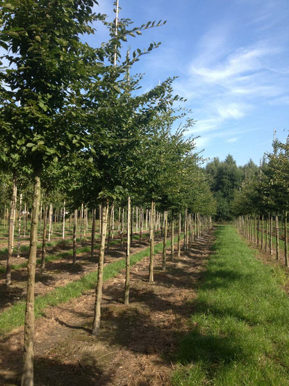 Carpinus betulus op stam op stam