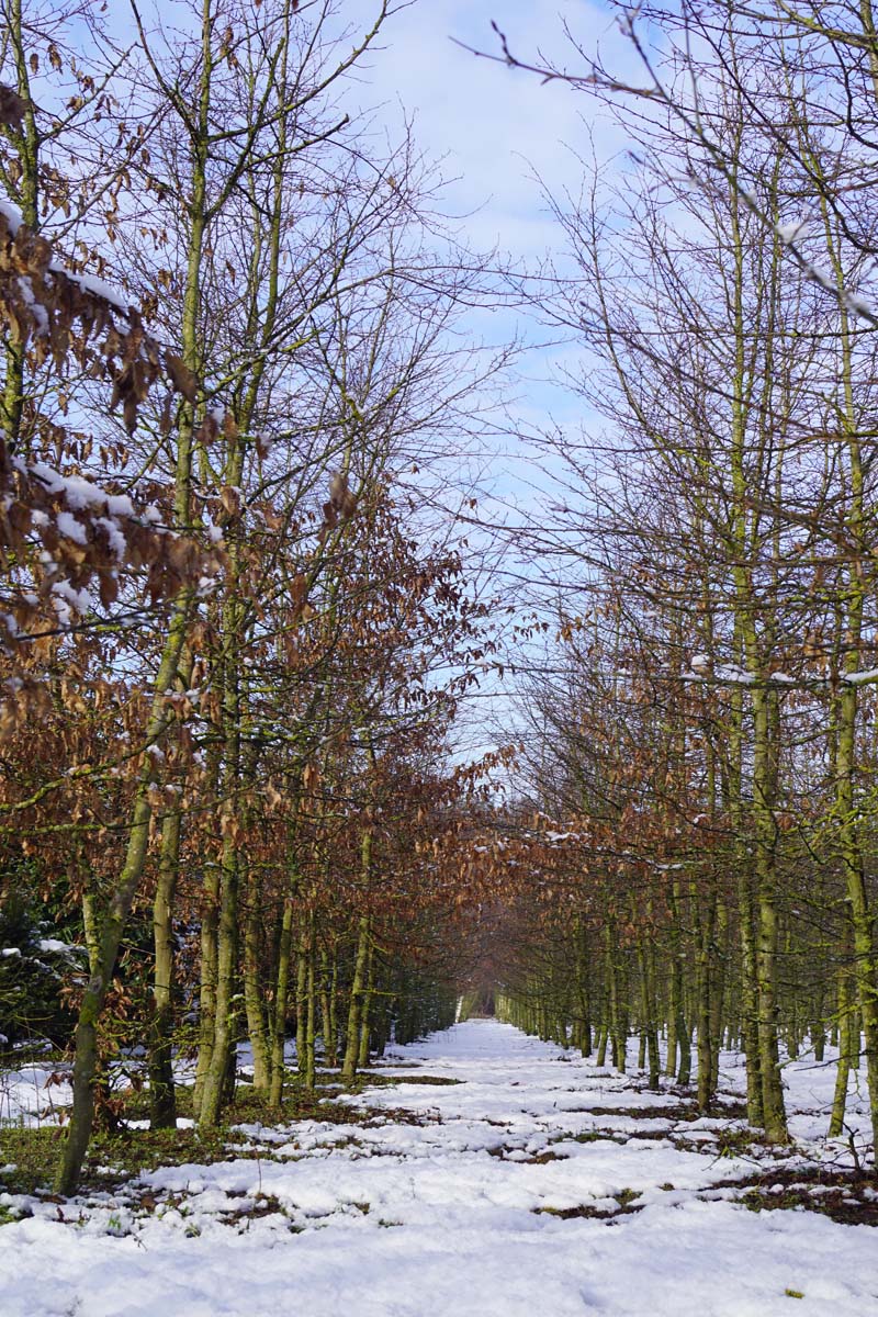 Carpinus betulus op stam op stam