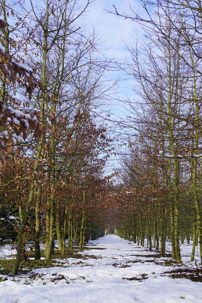 Carpinus betulus op stam op stam