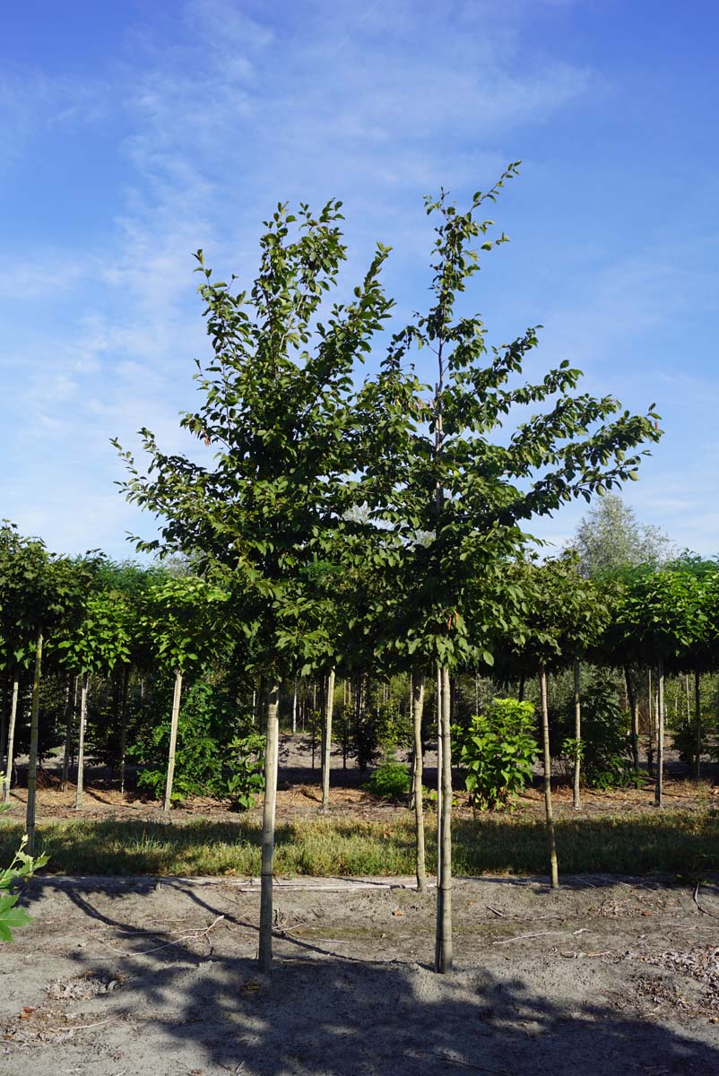 Carpinus betulus op stam op stam