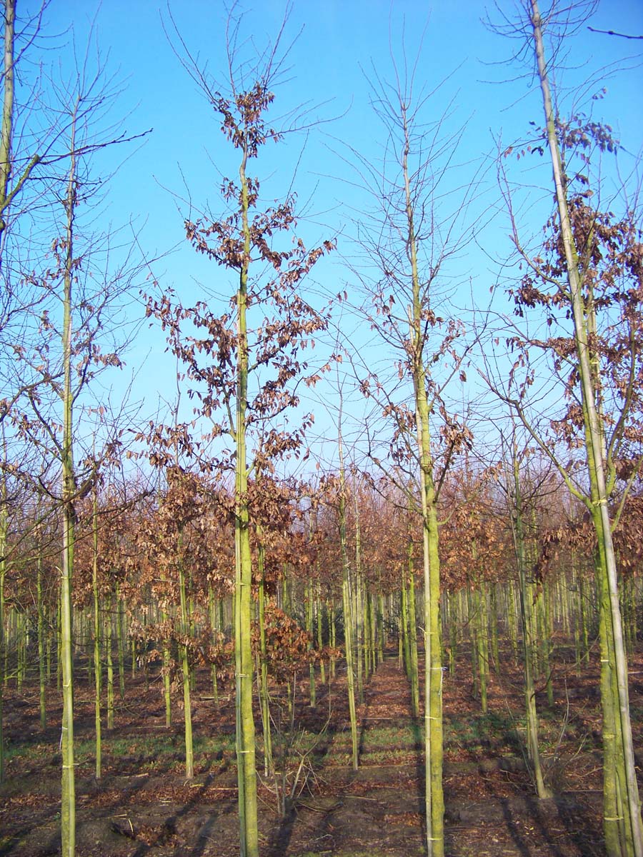 Carpinus betulus op stam op stam