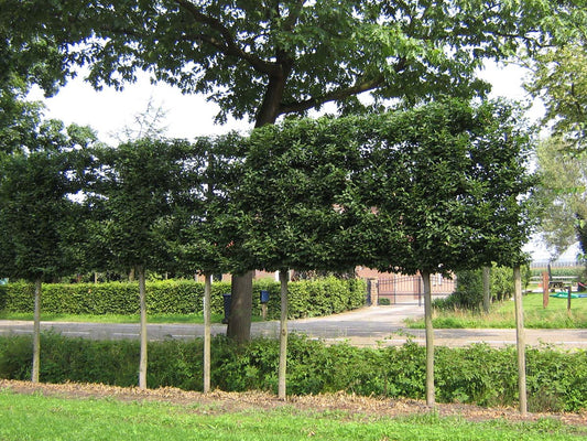 Carpinus betulus 'Fastigiata' leiboom lei