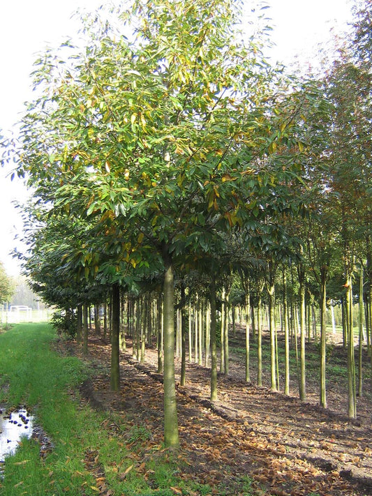 Castanea sativa op stam op stam