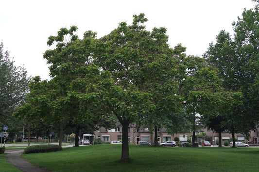 Catalpa bignonioides op stam op stam