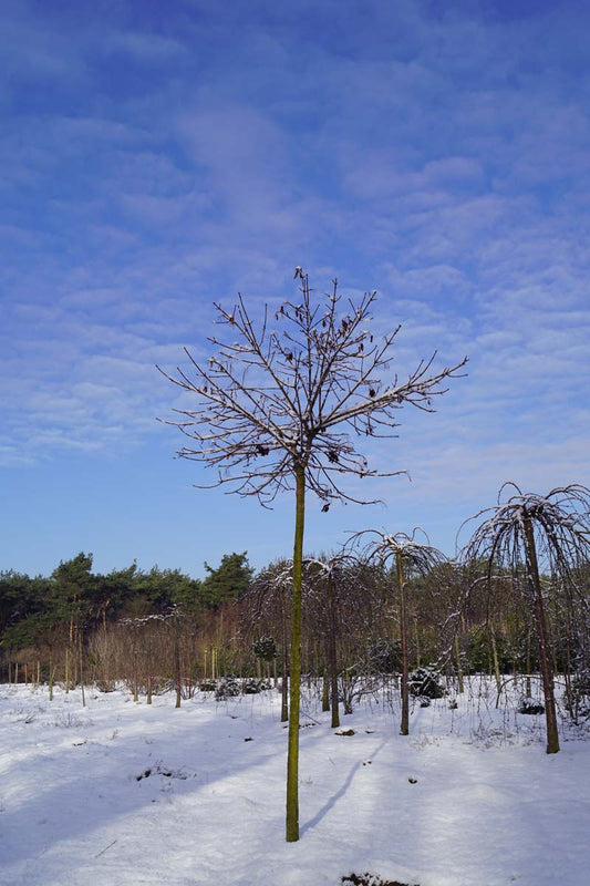 Catalpa bignonioides 'Aurea' op stam op stam