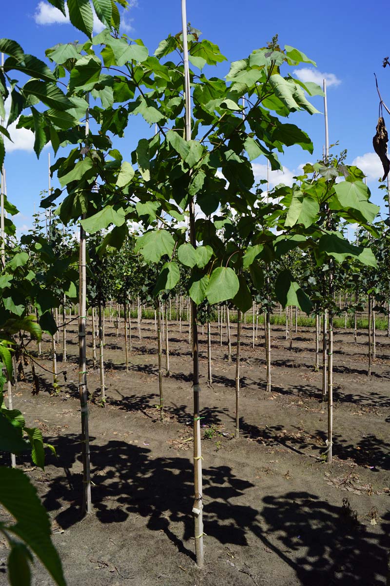 Catalpa ovata op stam op stam