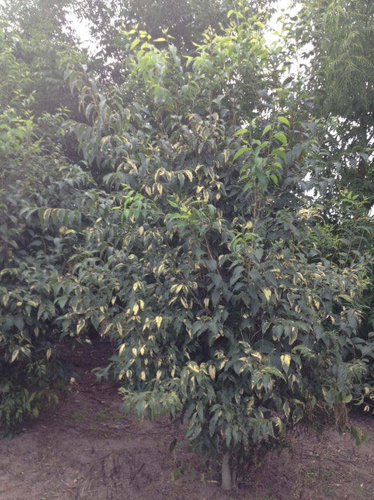 Celtis australis meerstammig / struik meerstammig