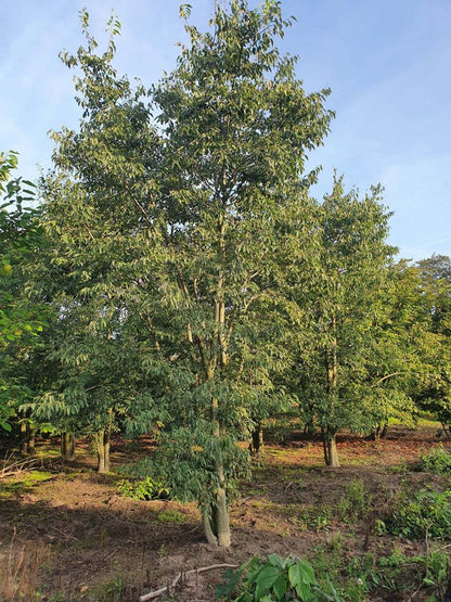 Celtis australis meerstammig / struik meerstammig