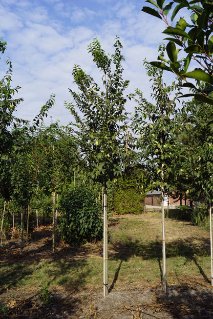 Celtis australis op stam op stam