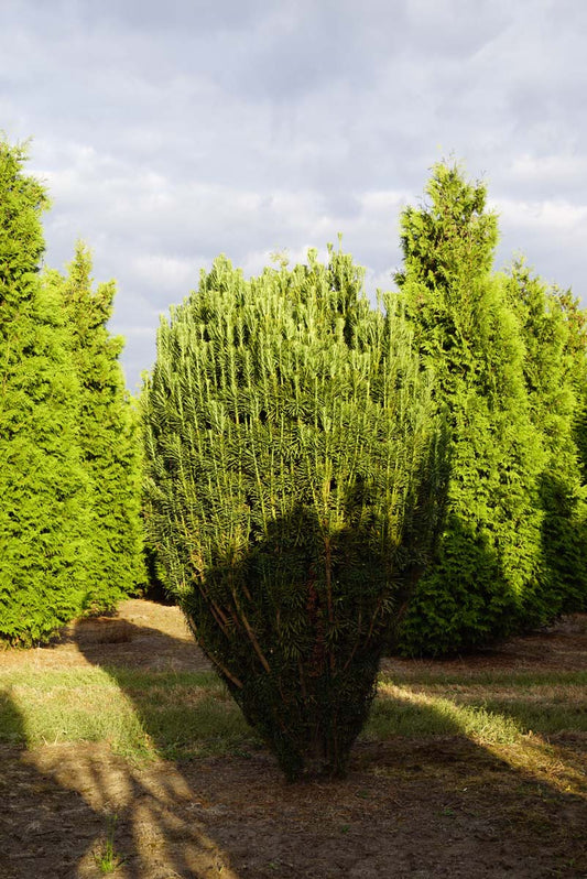 Cephalotaxus harringtonii 'Fastigiata' solitair