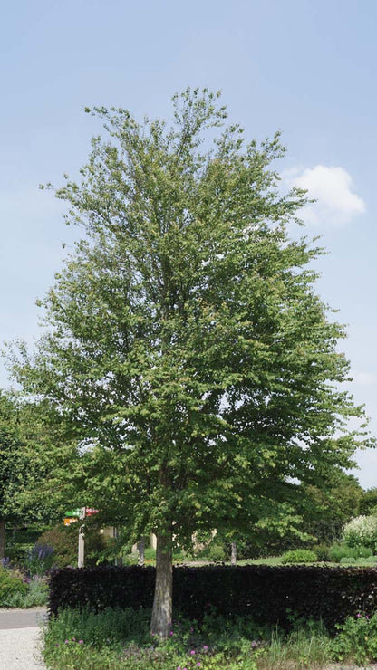 Cercidiphyllum japonicum op stam op stam