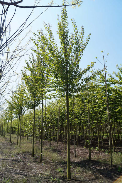 Cercidiphyllum japonicum op stam op stam