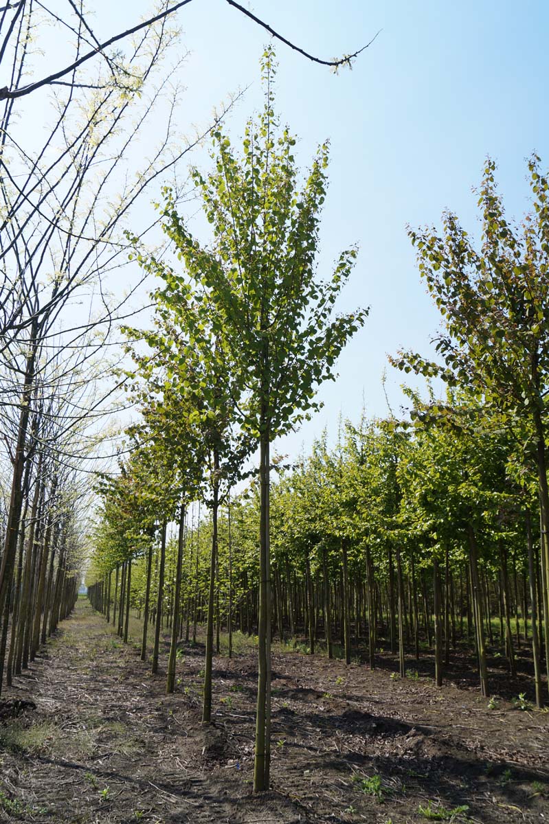 Cercidiphyllum japonicum op stam op stam