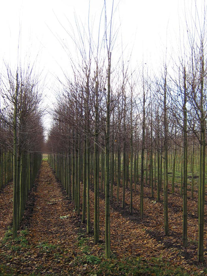 Cercidiphyllum japonicum op stam op stam