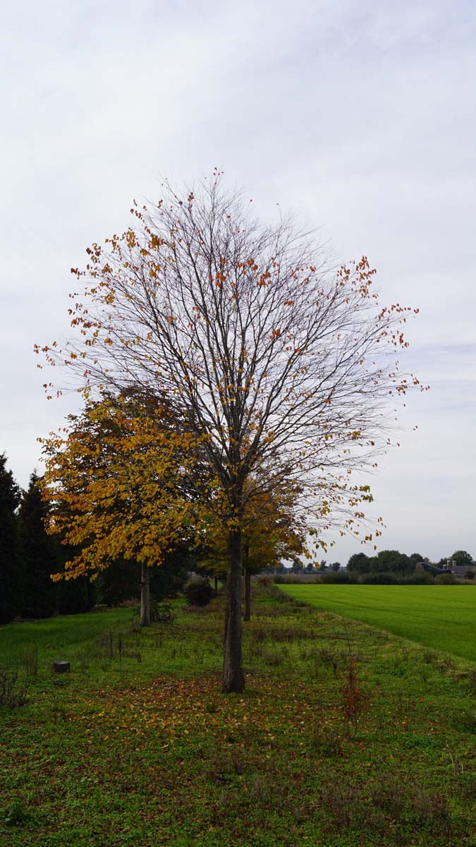 Cercidiphyllum japonicum op stam op stam