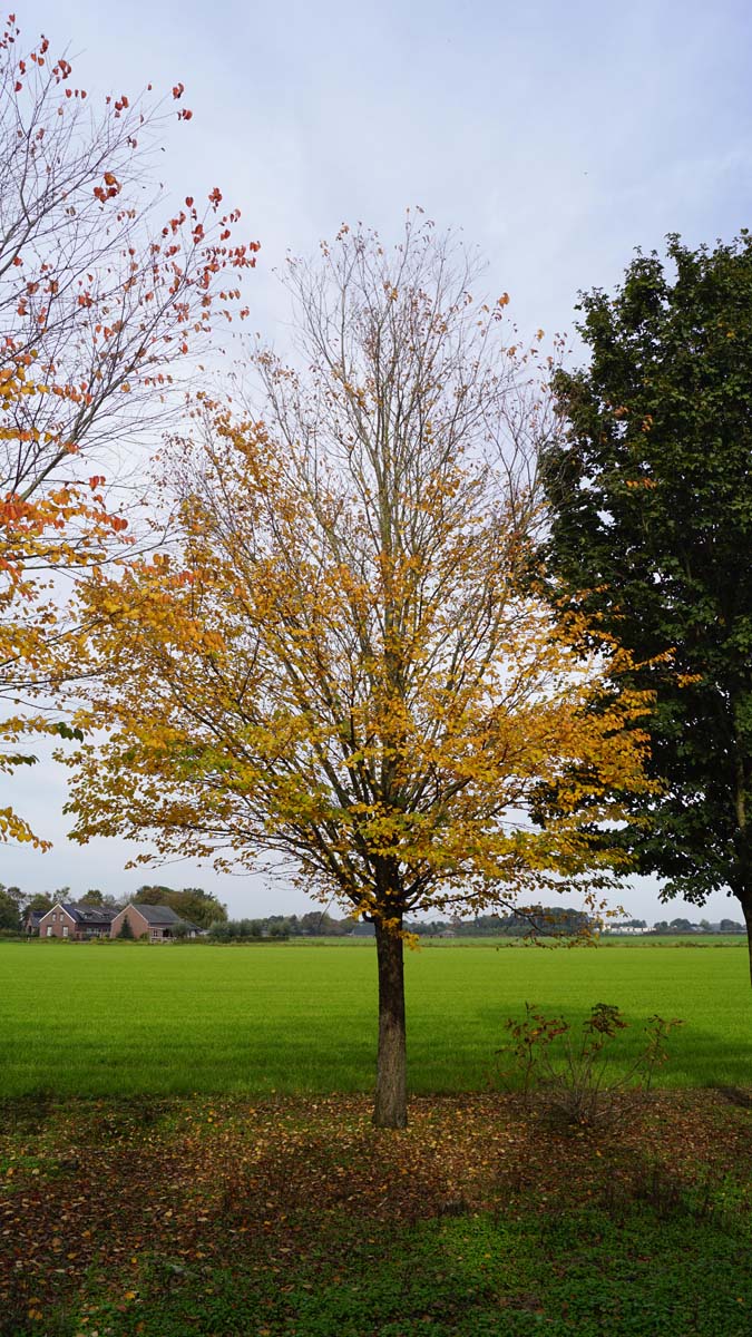 Cercidiphyllum japonicum op stam op stam