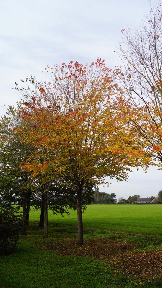 Cercidiphyllum japonicum op stam op stam