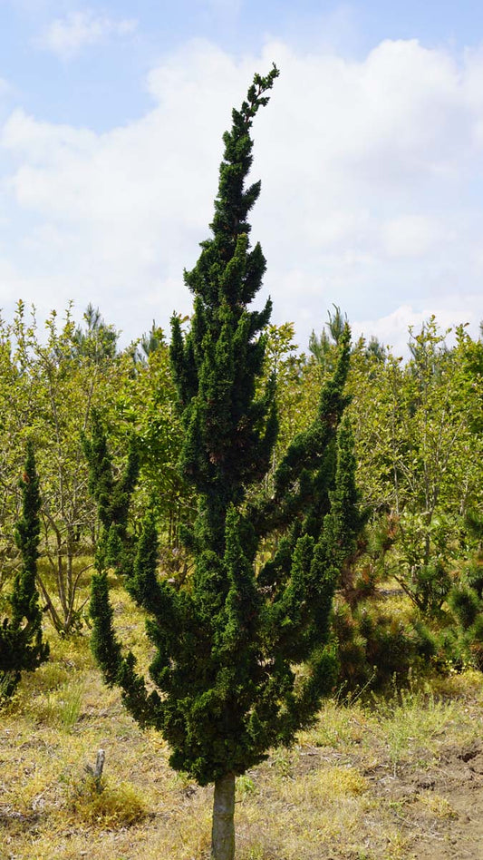 Chamaecyparis lawsoniana 'Wissel's Saguaro' solitair