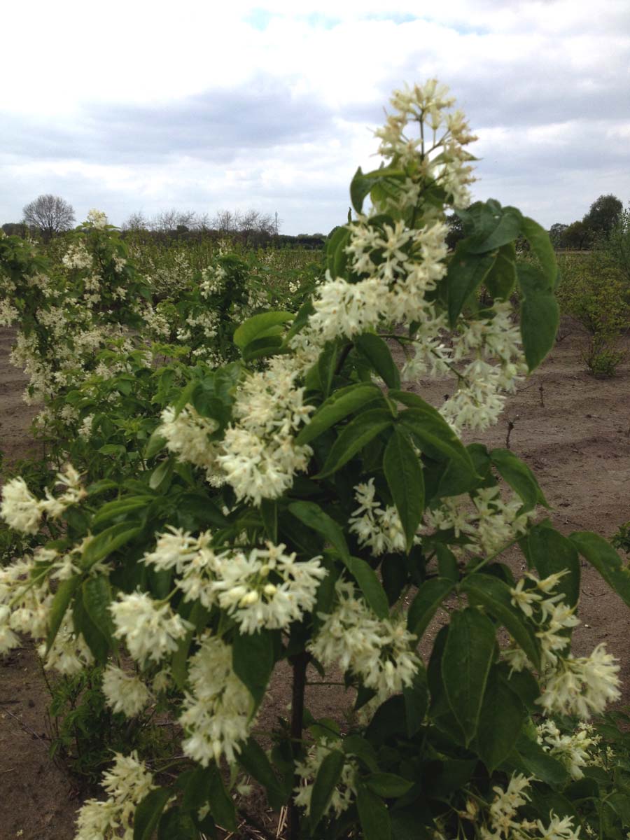 Chionanthus virginicus solitair solitair