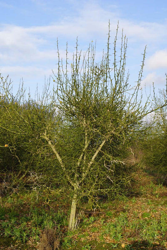 Citrus trifoliata Tuinplanten