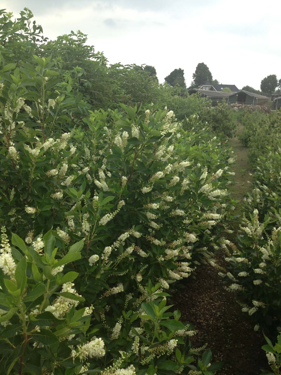 Clethra alnifolia meerstammig / struik meerstammig