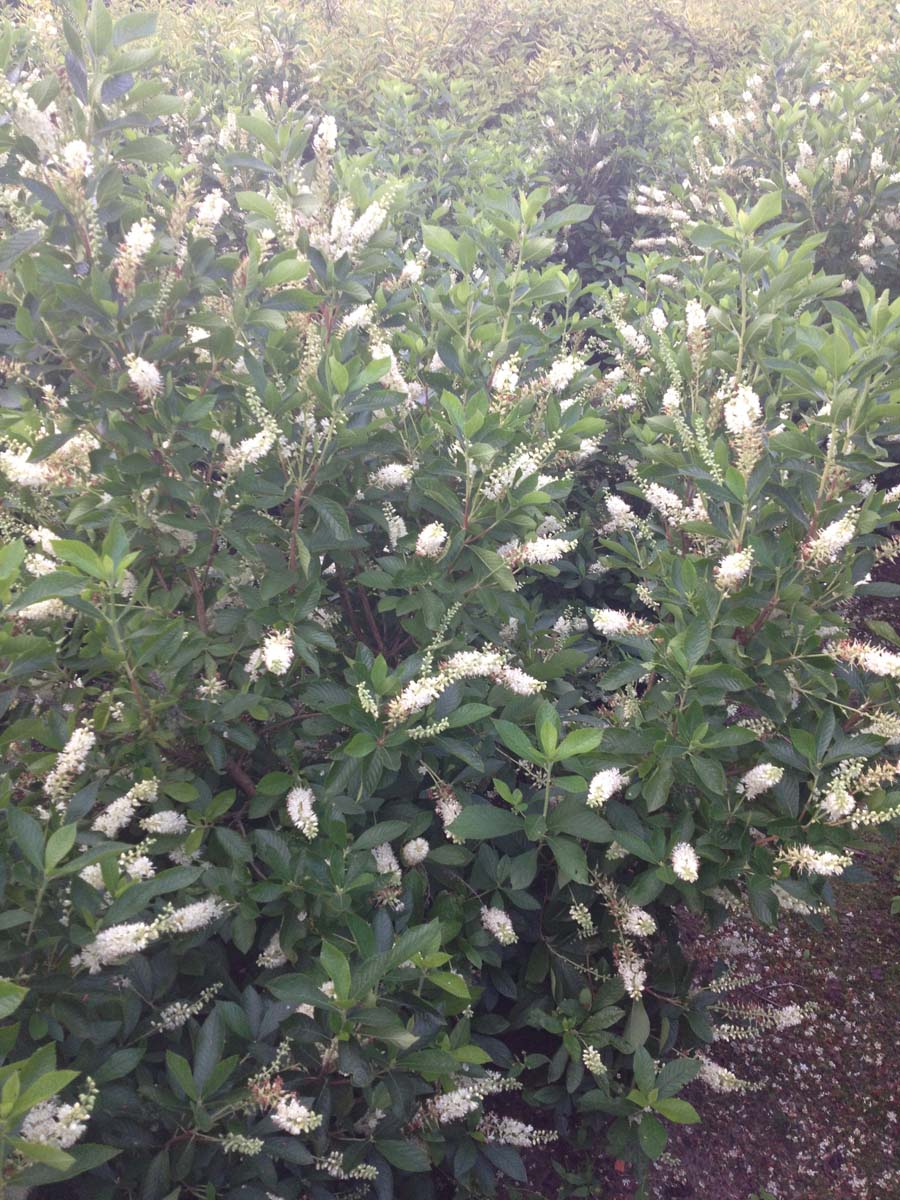 Clethra alnifolia meerstammig / struik meerstammig