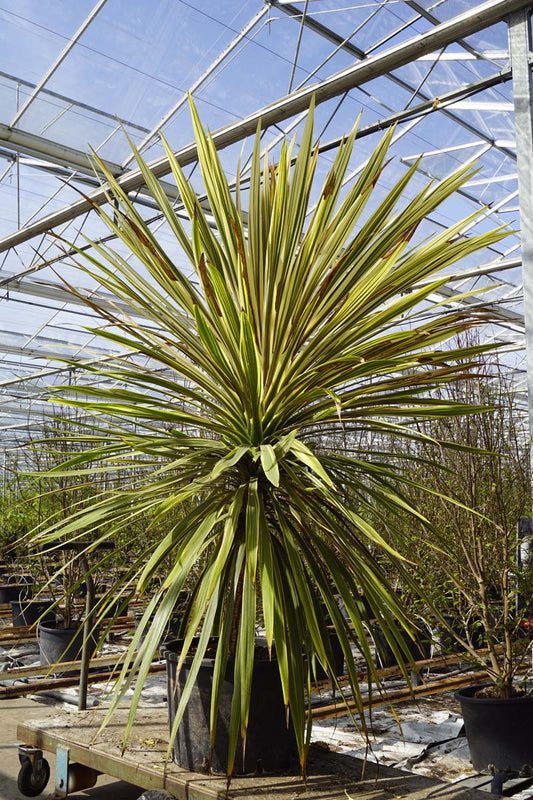 Cordyline australis 'Torbay Dazzler' solitair