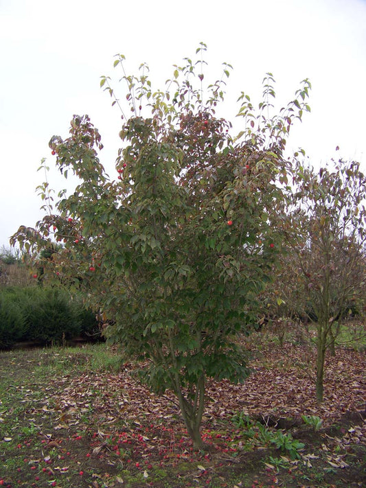 Cornus kousa 'China Girl' meerstammig / struik struik