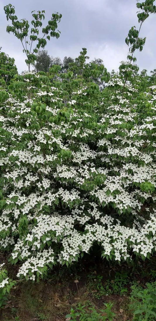 Cornus kousa 'Milky Way' meerstammig / struik struik