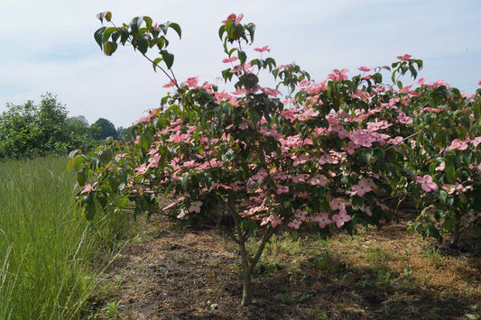 Cornus kousa 'Satomi' meerstammig / struik struik