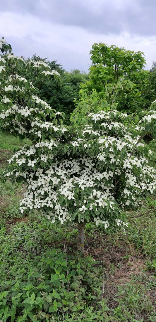 Cornus kousa 'Weisse Fontaine' meerstammig / struik struik