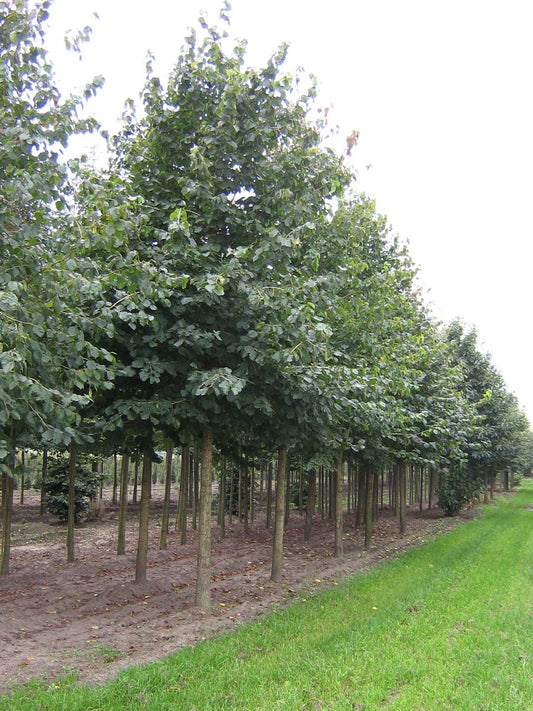 Corylus colurna op stam op stam