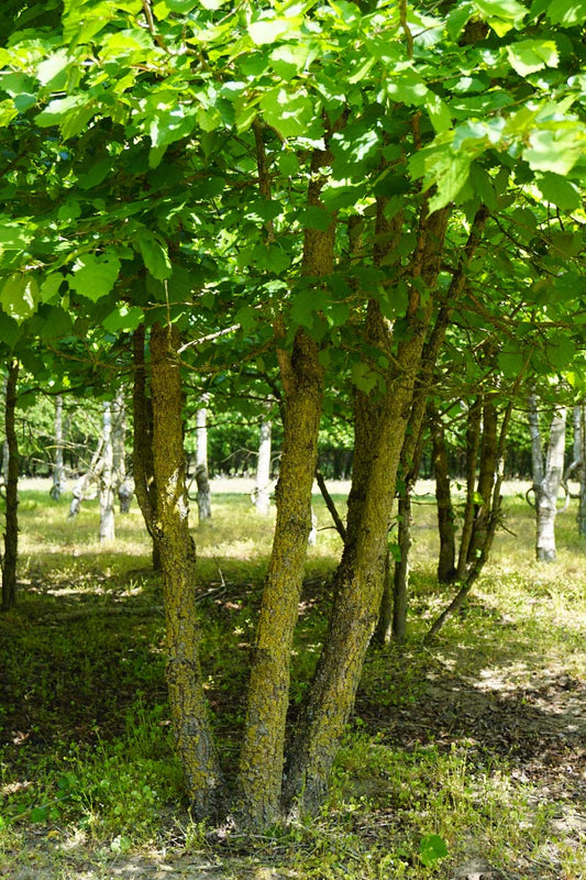 Corylus colurna meerstammig / struik meerstammig