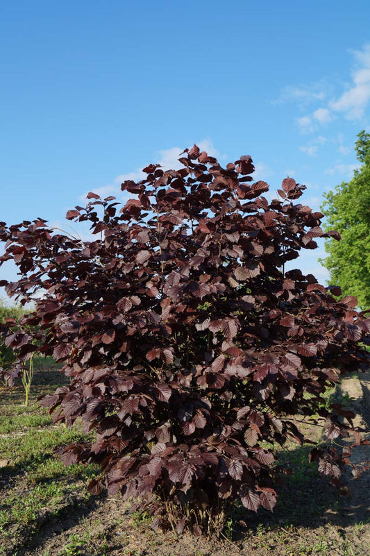 Corylus maxima 'Purpurea' meerstammig / struik struik