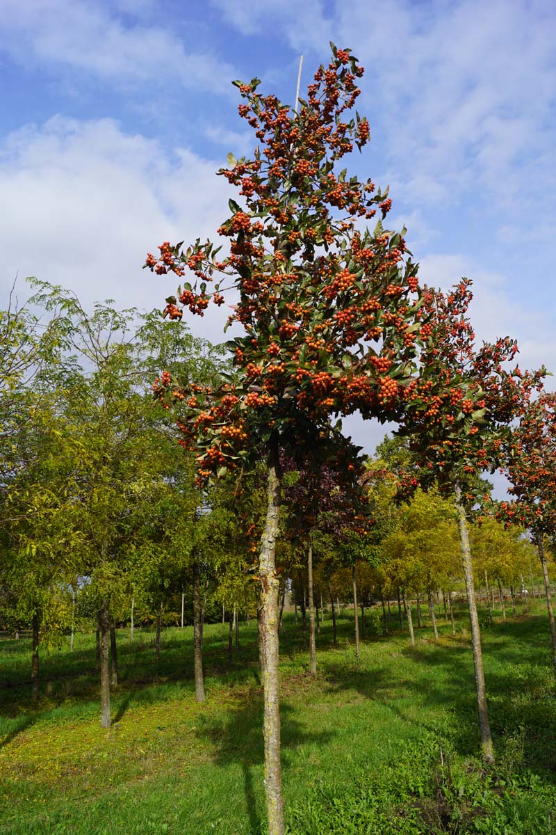 Crataegus laevigata op stam op stam