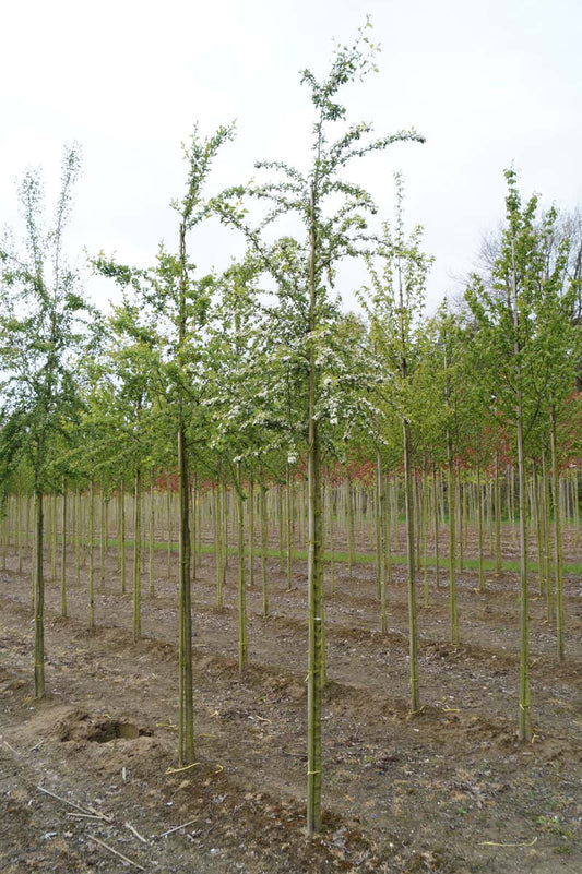 Crataegus monogyna op stam op stam