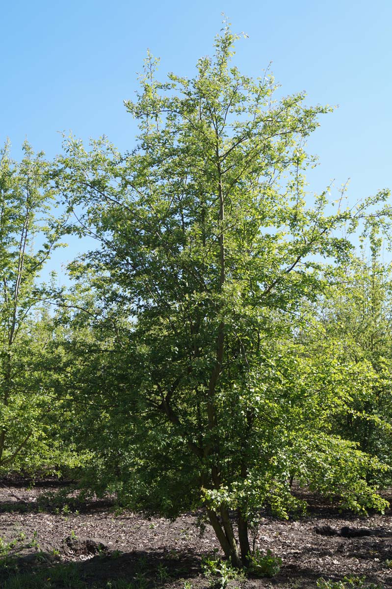 Crataegus monogyna meerstammig / struik meerstammig