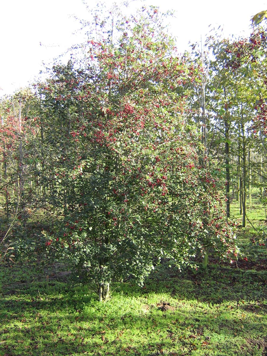 Crataegus monogyna meerstammig / struik meerstammig