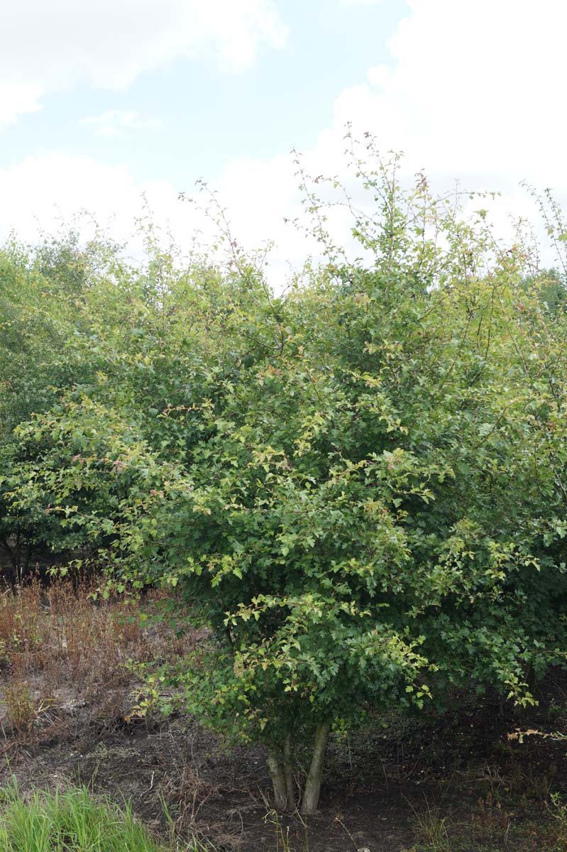 Crataegus monogyna meerstammig / struik meerstammig