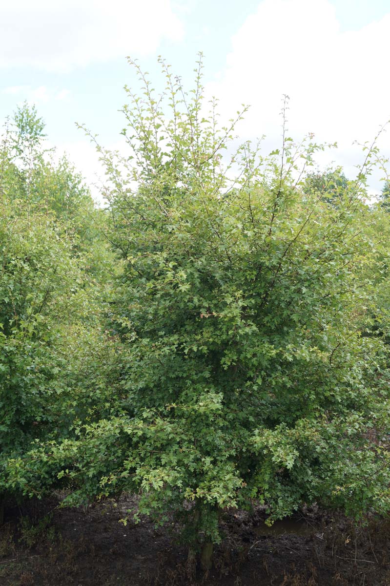 Crataegus monogyna meerstammig / struik meerstammig