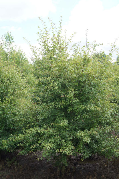 Crataegus monogyna meerstammig / struik meerstammig