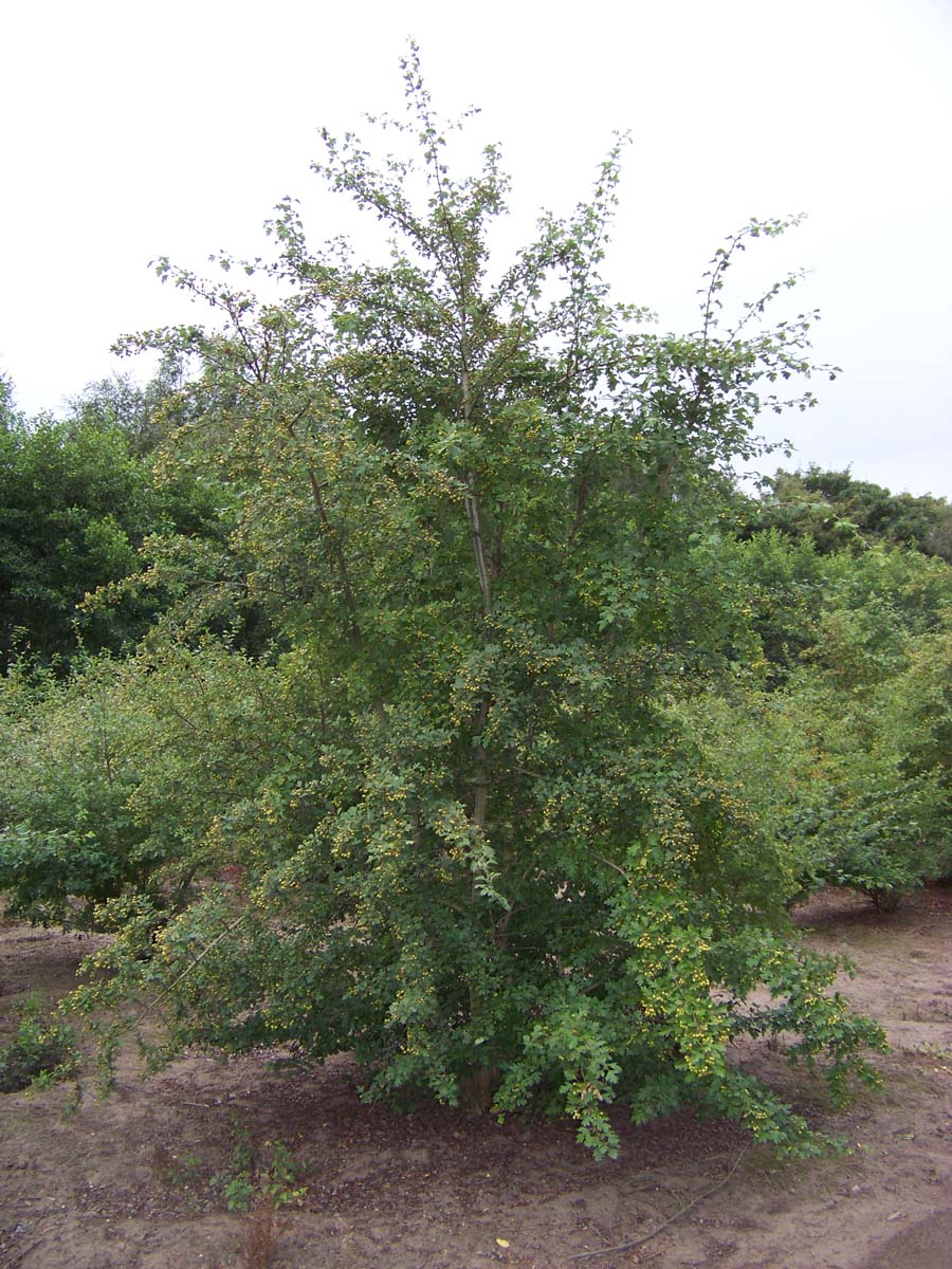 Crataegus monogyna meerstammig / struik meerstammig