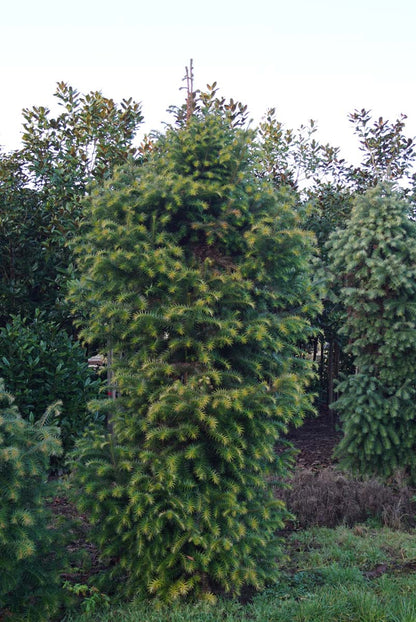 Cunninghamia lanceolata solitair solitair