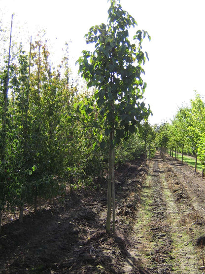 Davidia involucrata op stam op stam