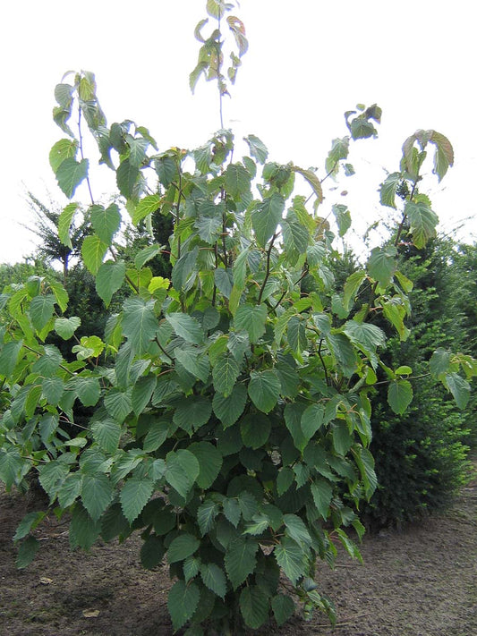 Davidia involucrata meerstammig / struik meerstammig