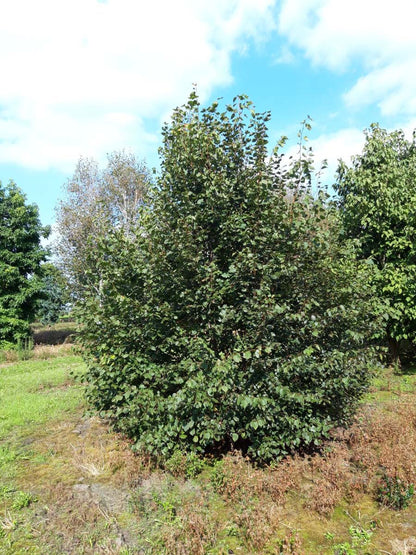 Davidia involucrata meerstammig / struik meerstammig