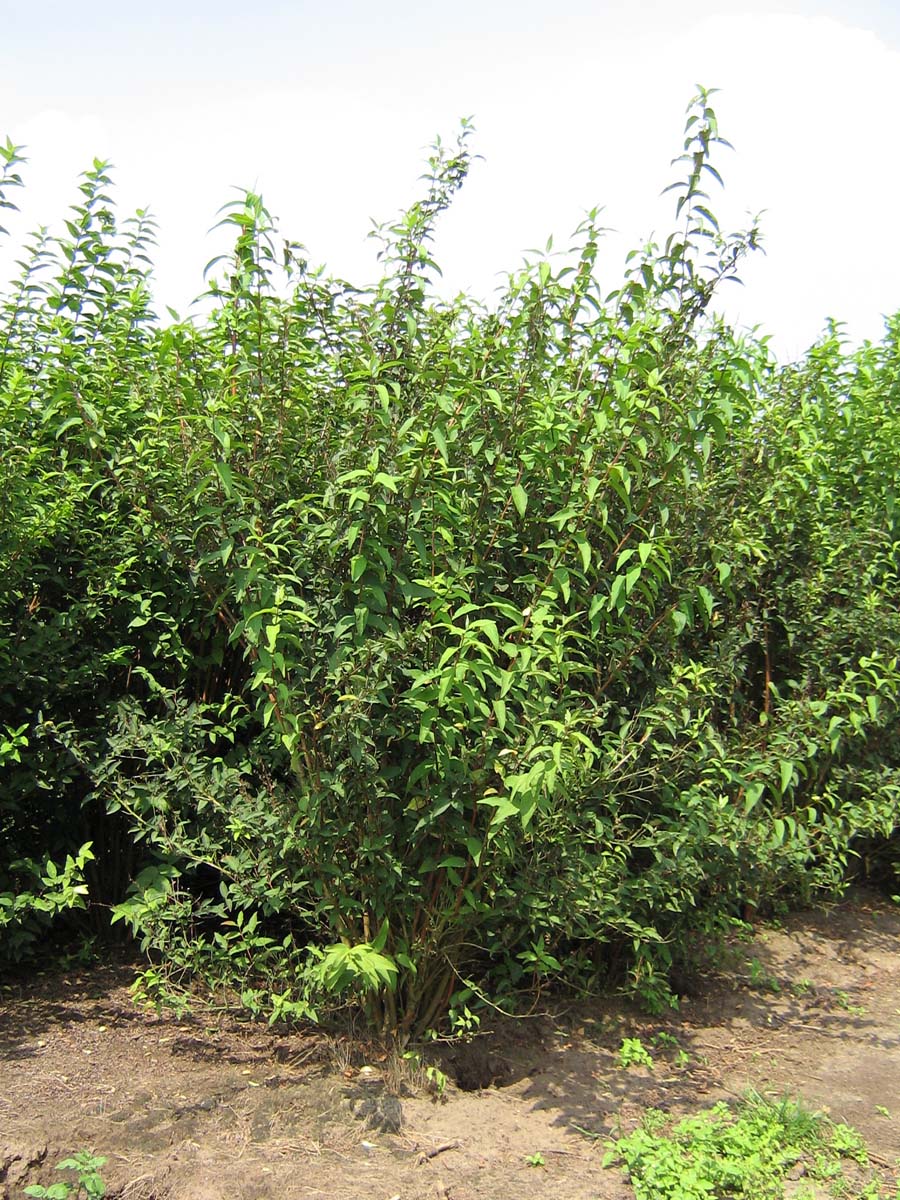 Deutzia scabra meerstammig / struik struik