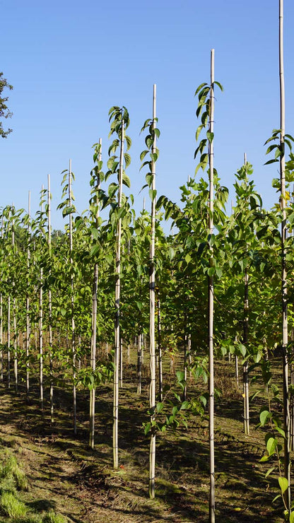 Eucommia ulmoides op stam